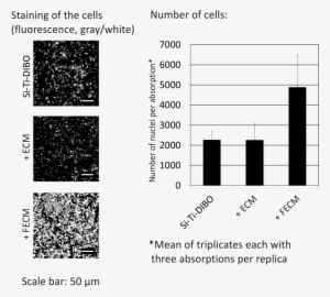 Cell Adhesion Of Primary Human Keratinocytes On Coated - Cell Adhesion #4108092