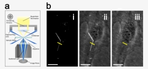 Lab Life - - Phase Contrast Microscopy #4108435