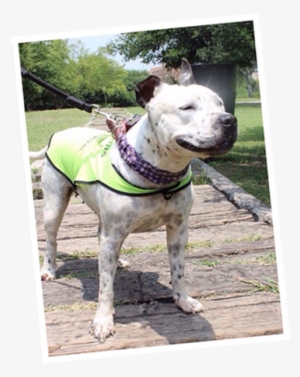 Adopta Un Perro Nuevo León Asociación Para Adopciones - Dog #4110394