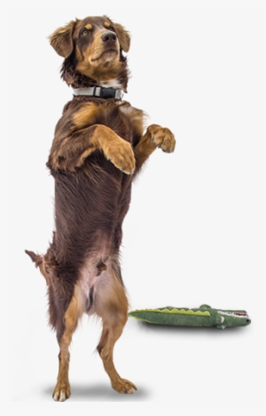 Hay 6 Millones De Perros En Las Calles Del Perú - Wuf Adopta #4110433