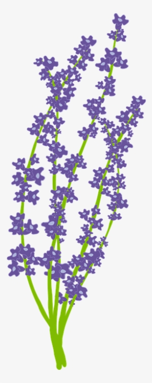 Lavender Png #4111821