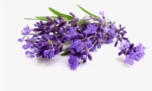 81, Lavender, Png V #4111896