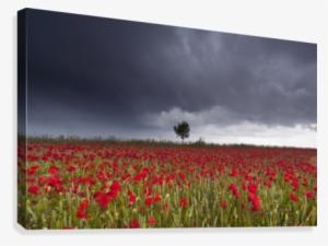 A Field Of Red Poppies Under A Stormy Sky #4112038