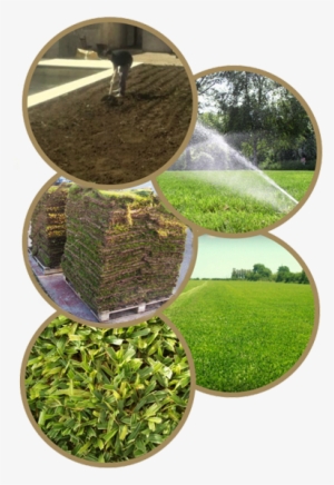 Imágenes De Cesped - Seed #4112278