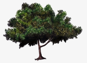 Vecinos Verdes - Arboles De Mangos En Png #4112584