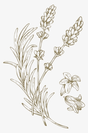 Known For Its Soothing Properties In Bringing About - Monkshood #4112616