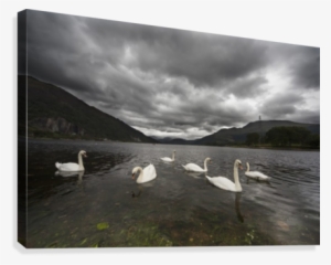 Swans Swimming In The Shallow Water Of Loch Etive Under #4112890