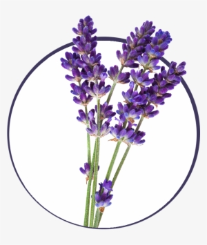 Free Trainings - Aroma - - Лаванда Рисунок #4112891