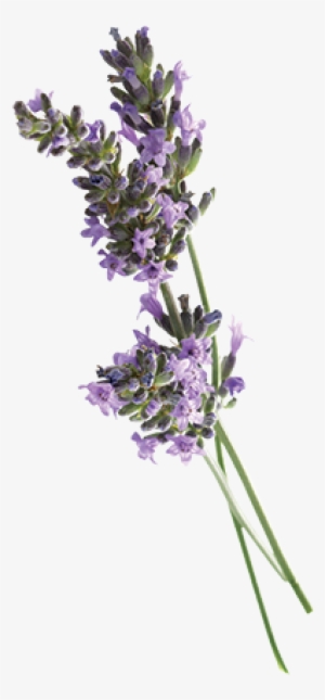 Aroma & More Lavender Pure Essential Oil 100% Certified #4112919