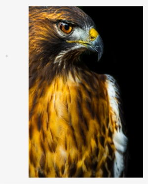 Red-tailed Hawk #4113050