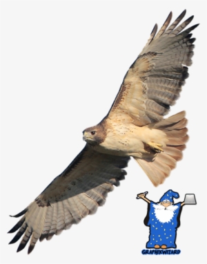 Red-tailed Hawk - Iron-on #4113228