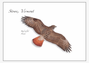 Red-tailed Hawk - Buzzard #4113309