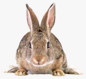 Rabbit Thirty - Rabbit Face Transparent Background #4113347