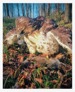 The Ancient Sport - Red-tailed Hawk #4113463