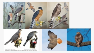 Left To Right, Top To Bottom - Chicken Hawk Bird #4113617