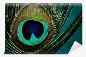 Peacock Feather Png Eye Of A Peacock Feather Vinyl - Eye Of A Peacock #4113876