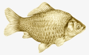 Fish Illustration, Colored Pencil Illustration - Goldfish #4114112