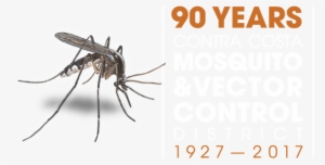 Mosquito #4114640