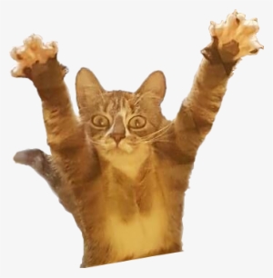 I Say This To My Cats When They Lay Down And Raise - Surprised Cat Transparent Background #4114922
