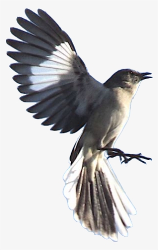 When The Dead Buries The Dead - Mockingbird Dead #4114943 When The Dead Buries The Dead - Mockingbird Dead #4114943