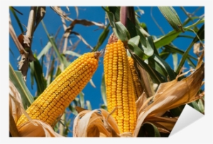 Corn Field Sticker • Pixers® • We Live To Change - Maize #4115066