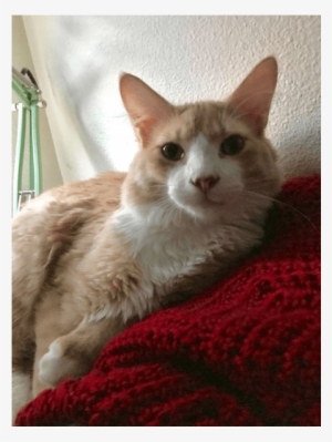 Cat Laying Down At Pet Samaritan Clinic - Pet Samaritan Clinic #4115149