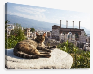 A Cat Lays In The Sun On A Rock At The Ruins Of Saint #4115205