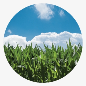 Burial & Cremation Options #4115366