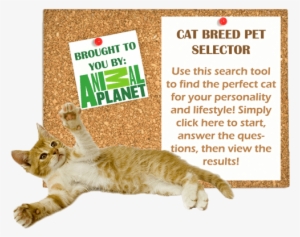 Cat Breed Pet Selector - Animal Planet #4115518