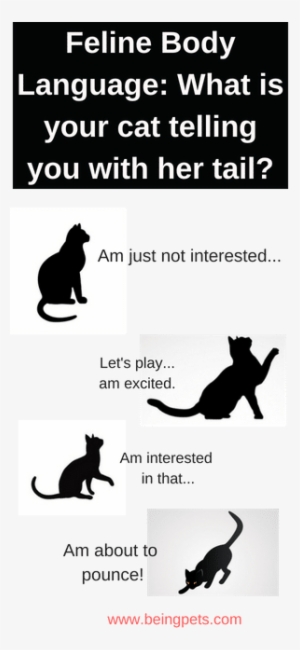 Cat's Tail Twitching - Halloween Black Cat Bag, Adult Unisex, Natural #4115581