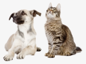 Follow Us On Facebook To Keep Up To Date With Our Latest - Pet #4116030