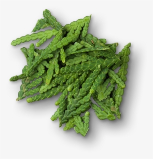 Cypress - Golden Samphire #4116374