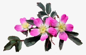 Imagenes Flore Png Hd Para Compartir Con Tus Amigos - Flores Png #4116376