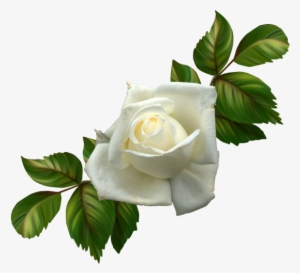 Rosa Blanca Png - Gif Hermosos De Te Amo Mi Amor #4116505