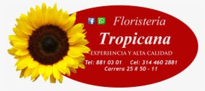 Diseño En Espiral, 24 Rosas Rojas, 12 Rosas Blancas, - Clipart Sunflower Png #4116860