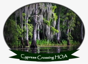 Home - Louisiana Bayou #4116973