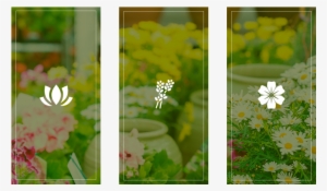 Florería Rayito De Sol Iconos - African Daisy #4117469