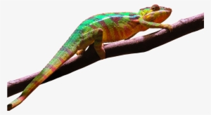 Leopard Gecko Clipart Transparent Background - Camaleão Colorido Png #4118270