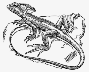 Common Basilisk Plumed Basilisk Lizard Coloring Book - Lizard On Rock Drawing #4118478