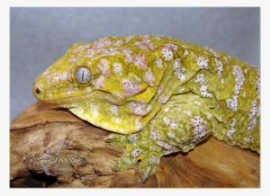 Leachie Gecko, Crested Gecko, Vivarium, Chameleons, - New Caledonia Giant Gecko #4118643