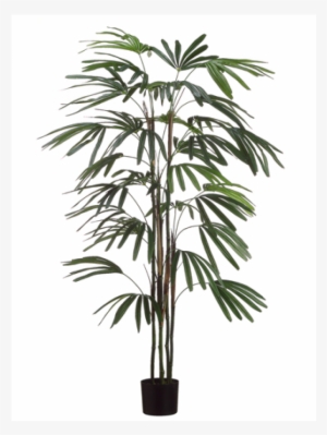 5' Rhapis Palm Tree X5 W/222 Leaves In Black Plastic #4119416