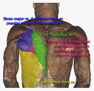 Triangle Of Auscultation #4121419
