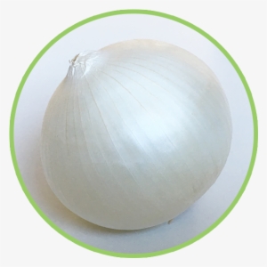 White - Onion #4122355
