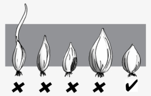 From - Grow White Onion #4122376