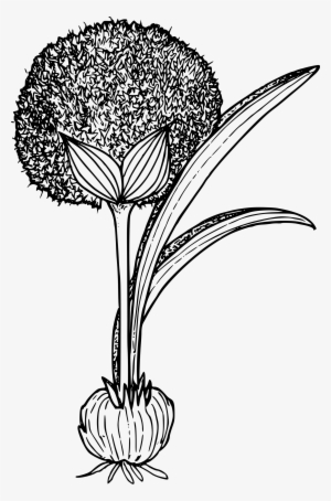 This Free Icons Png Design Of Douglas Onion #4122432