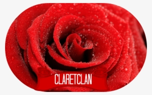 Rose Background Wallpaper 1 - Rose #4122764