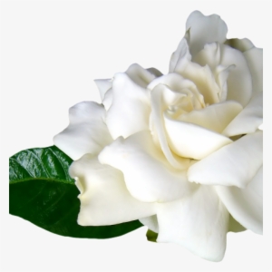 Flores Blancas Png #4123019