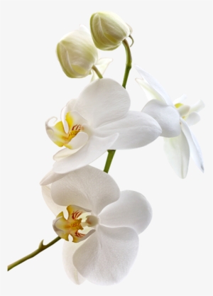 Tubes Fleurs Precioso, Pintar, Orquídeas Blancas, Flores - Orchidée Blanche Fond Transparent #4123207