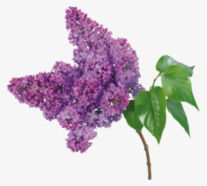 Lilacs Png #4123272