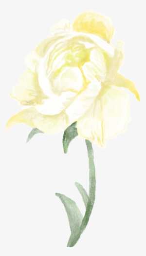 Transparente Png Ornamental Para Ramas De Flores Blancas - Garden Roses #4123297